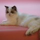 Illustration for article titled Melissa McCarthy hopes her feline co-star sweeps the Pawscars, which are a real thing